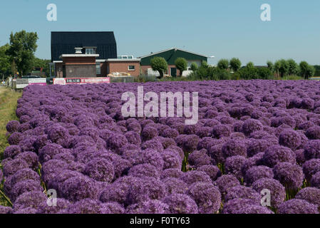 Allium 'Globemaster' croisement entre l'Allium christophii et A. macleanii.pépinière, Egmond aan den Hoef, Pays-Bas Banque D'Images