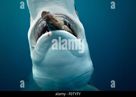 Blue shark feeding Banque D'Images