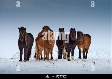 Les chevaux sauvages, Côte Sud, Islande Banque D'Images