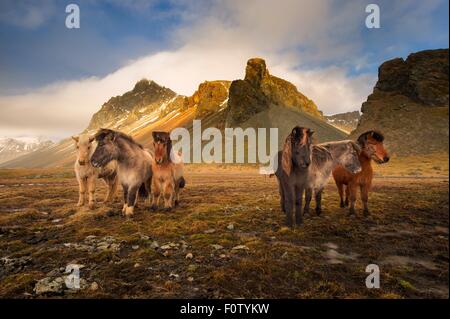 Les chevaux sauvages, Côte Sud, Islande Banque D'Images