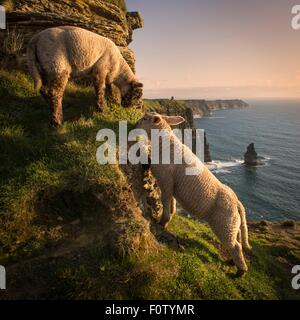 Moutons sur les falaises de Moher, Liscannor, Irlande Banque D'Images