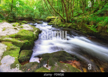 La rivière Fowey en cascade sur les rochers dans mosssy forêts anciennes à quelques sur Bodmin Moor en Cornouailles Banque D'Images