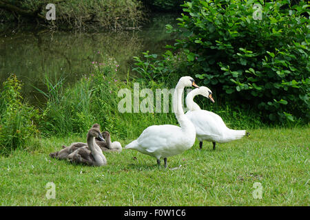 White Swan famille avec cygnets Banque D'Images