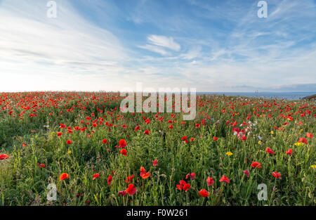 Une prairie de fleurs sauvages et coquelicots à West Pentire près de Newquay sur la côte de Cornwall Banque D'Images