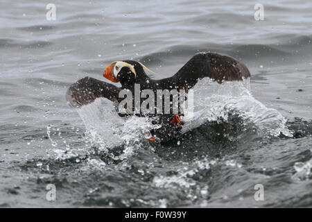 Le Macareux huppé de Sitka, Alaska Banque D'Images
