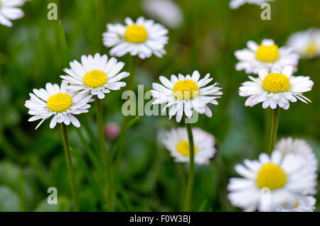 Marguerites commun, également connu sous le nom de Daisy Daisy pelouse ou en anglais. Bellis perennis Nom propre Banque D'Images