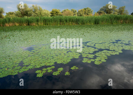 Châtaigne d'eau (Trapa natans) croissant sur la surface des eaux, le Delta du Danube, en Roumanie, en juin. Banque D'Images