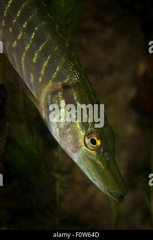 Le grand brochet (Esox lucius) dans tributaire de Vieux Danube, Delta du Danube, en Roumanie, en juin. Banque D'Images