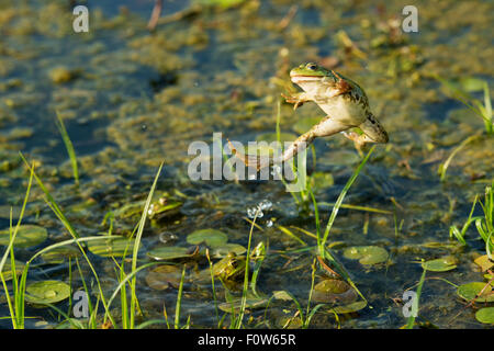 Grenouille des marais (Pelophylax ridibundus) saut, Delta du Danube, en Roumanie, en juin. Banque D'Images