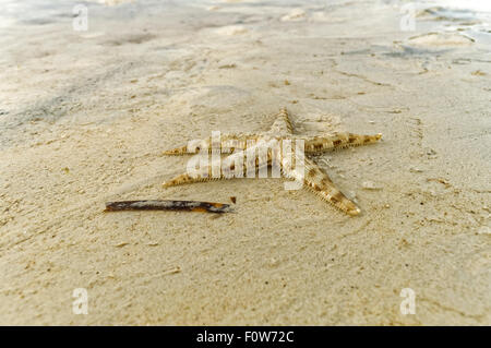 Vivre une petite étoile de mer. Une petite étoile de mer est l'exploration de la rive au cours d'une marée basse en fin d'après-midi. Banque D'Images