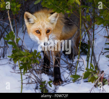 Le renard roux (Vulpes vulpes) prend un coup de à partir d'une ouverture dans la végétation. Le sol est recouvert de neige fraîche sur un après-midi d'hiver. Banque D'Images