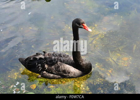 Un black swan australienne sur un lac à Surrey Banque D'Images