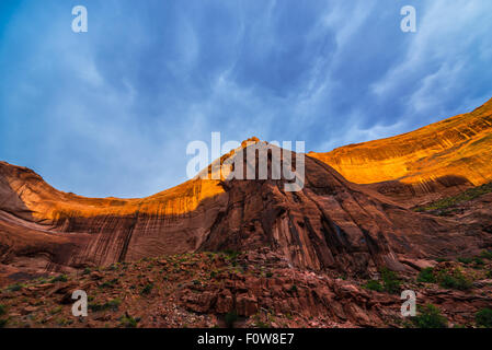 Vernis du désert sur paroi du canyon, le Coyote Gulch, un affluent de l'Escalante River dans le sud de l'Utah Banque D'Images