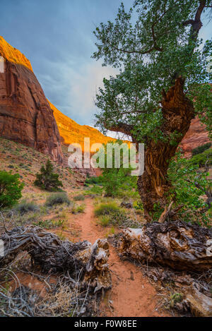 Vernis du désert sur paroi du canyon, le Coyote Gulch, un affluent de l'Escalante River dans le sud de l'Utah Banque D'Images