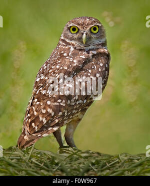 Chevêche des terriers à tout droit avec un fond vert. Banque D'Images