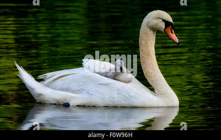 Cygne tuberculé femelle nage dans l'étang avec son bébé offres cygnet sur son dos. Banque D'Images