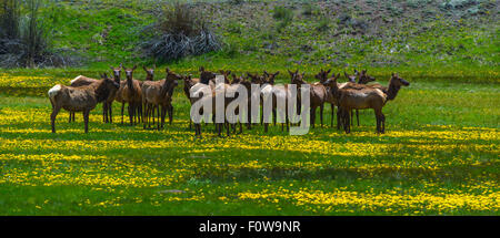 Le wapiti des montagnes Rocheuses se nourrissent dans une prairie près de Telluride, Colorado Banque D'Images