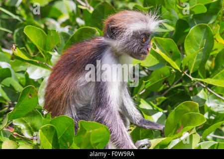 Jeune singe colobus rouge de l'île de Zanzibar et de regarder le monde passer. Banque D'Images