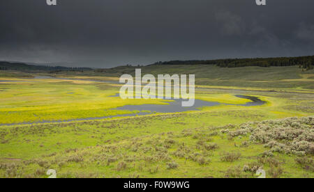 Paysage de la Hayden Valley et Yellowstone River pendant une tempête de pluie. Le Parc National de Yellowstone, Wyoming, USA Banque D'Images
