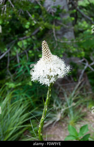 Bear Grass ( Xerophyllum tenax ) qui poussent à l'état sauvage dans le Glacier National Park, Montana, USA. Banque D'Images