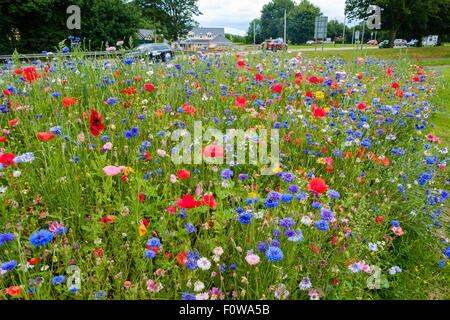 Mélange de fleurs sauvages multicolores plantées par conseil de comté sur ACCOTEMENTS DE ROUTE PRINCIPALE EN ARRIÈRE-PLAN AVEC CIRCULATION Banque D'Images