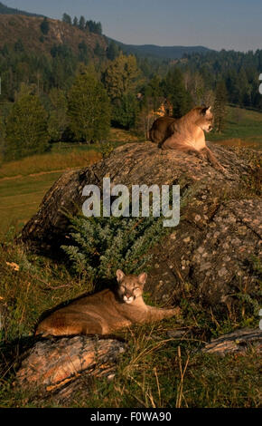 Mountain Lion (Felis concolor) Cougar ou Puma. Lions des montagnes dans de nombreuses régions de l'ouest des États-Unis trouver leur habitat shr Banque D'Images