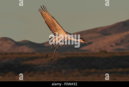 Une grue du Canada (Grus canadensis) en vol de l'Étangs de repos à leur aire d'alimentation, le Bosque del Apache NWR, Nouveau Mexique. Banque D'Images