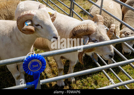 Deux moutons frisés épais avec cornes au stylo dans l'agriculture à Chepstow au Pays de Galles en août 2015. 2e prix rosette sur bar de stylo. Banque D'Images