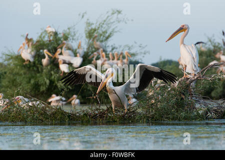 Le pélican blanc (Pelecanus onocrotalus) colonie, dans un petit lac de l'Somova-Parches, près de Somova Village, East Delta du Danube, en Roumanie, en juin. Banque D'Images