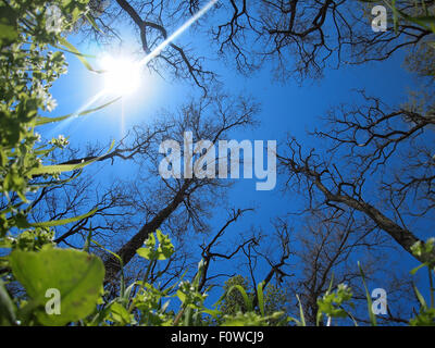 Ciel de printemps ensoleillé avec objectif fisheye grand angle vue de dessous Banque D'Images