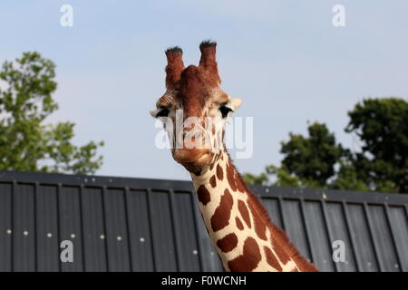 Head shot d'une girafe au Zoo de Colchester, Essex, Royaume-Uni. Banque D'Images