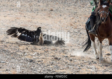 Golden Eagle l'attaque d'une peau de renard à chevaux, lure, Festival Eagle Olgii, l'ouest de la Mongolie Banque D'Images