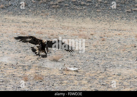 Golden Eagle avec toutes griffes dehors pour attraper un leurre de peau de lapin, Eagle Festival, Olgii, l'ouest de la Mongolie Banque D'Images