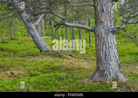Le pin sylvestre (Pinus sylvestris) tronc dans les vieux peuplements de forêt de pins, Saltoluokta Rewilding Laponia, une plus grande zone, Laponie, Norrbotten, Suède, Juin. Banque D'Images