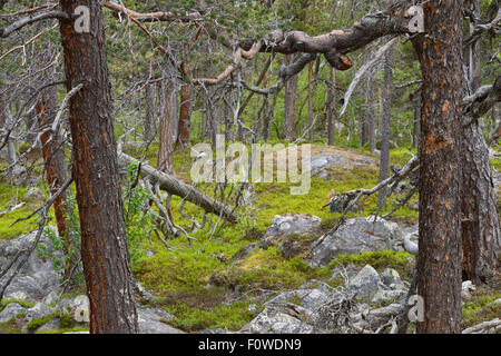 Le pin sylvestre (Pinus sylvestris) dans la forêt de pins, le Parc National de Stora Sjofallet Rewilding Laponia, une plus grande zone, Laponie, Norrbotten, Suède, Juin. Banque D'Images
