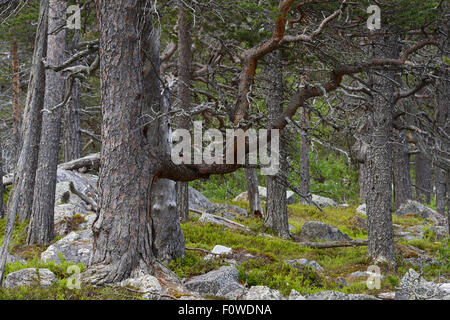 Le pin sylvestre (Pinus sylvestris) dans la forêt de pins, le Parc National de Stora Sjofallet Rewilding Laponia, une plus grande zone, Laponie, Norrbotten, Suède, Juin. Banque D'Images