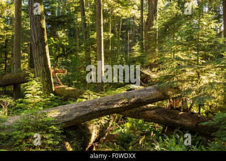 Croître parmi les jeunes arbres géant abattu Douglas taxifoliés dans Cathedral Grove, MacMillan Parc provincial, l'île de Vancouver, BC Banque D'Images