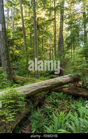 Douglas géant, le cèdre rouge arbres et fougères dans rétroéclairé Cathedral Grove, MacMillan Parc provincial, l'île de Vancouver, BC Banque D'Images