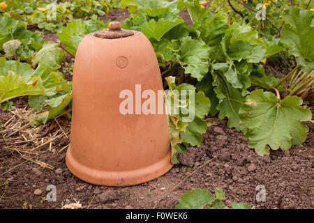 Bell traditionnels en argile-jar in situ, dans un patch de rhubarbe d'un potager, UK Banque D'Images
