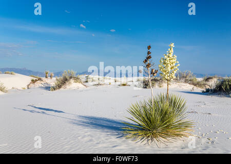 Un yucca plante en fleurs dans le gypse blanc dunes de sable du White Sands National Monument près de Alamogordo, Nouveau Mexique, USA. Banque D'Images