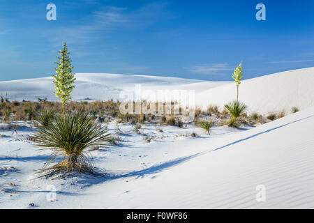 Un yucca plante en fleurs dans le gypse blanc dunes de sable du White Sands National Monument près de Alamogordo, Nouveau Mexique, USA. Banque D'Images