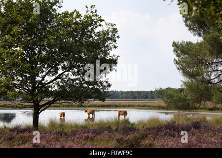 Highlanders écossais vaches dans un lac au 'Strabrechtse Heide' de fleurs de bruyère aux Pays-Bas sur une chaude journée Banque D'Images