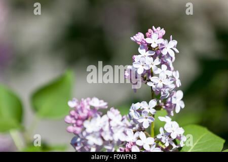 Un regroupement de délicates fleurs lilas pourpre sur une branche avec un arrière-plan flou. Banque D'Images