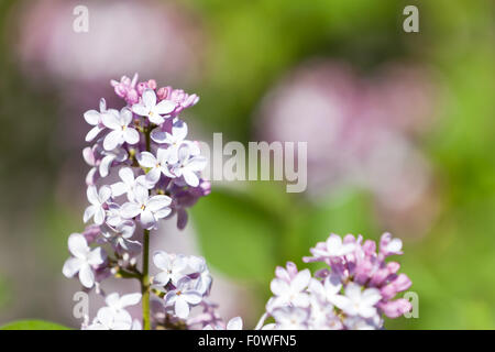 Un regroupement de délicates fleurs lilas pourpre sur une branche avec un arrière-plan flou. Banque D'Images