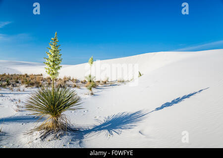 Un yucca plante en fleurs dans le gypse blanc dunes de sable du White Sands National Monument près de Alamogordo, Nouveau Mexique, USA. Banque D'Images