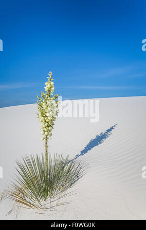 Un yucca plante en fleurs dans le gypse blanc dunes de sable du White Sands National Monument près de Alamogordo, Nouveau Mexique, USA. Banque D'Images