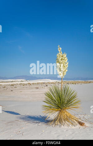 Un yucca plante en fleurs dans le gypse blanc dunes de sable du White Sands National Monument près de Alamogordo, Nouveau Mexique, USA. Banque D'Images