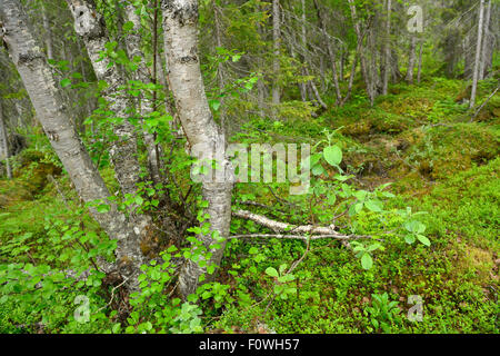 Sous-bois de la taïga et de la végétation, le Parc National de Padjelanta, Laponia Kvikkjokk dans le site du patrimoine mondial de l'UNESCO, une plus grande zone Rewilding Laponia, Laponie, Norrbotten, Suède, juin 2013. Banque D'Images