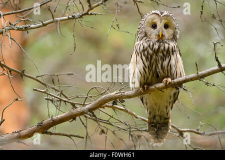 Chouette de l'Oural (Strix uralensis) perché sur une branche, Laponia Rewilding, Laponie, Norrbotten, Suède, Juin. Banque D'Images