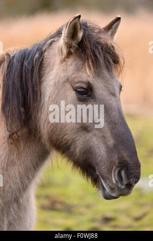 Cheval Konik dans le Parc du Delta de l'Odra Stepnica Oder, près de delta, en Pologne, en février. Banque D'Images